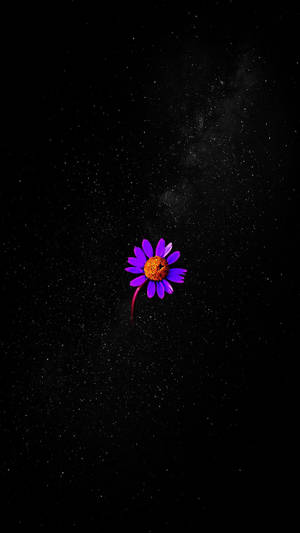 一朵帶有橙色花心的紫色雛菊，漂浮在滿天星斗的夜空中。 — 深紫色美學 GIF 壁紙