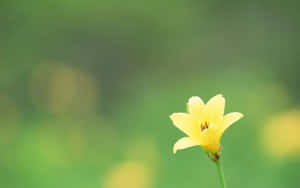 一朵黃色萱草花，綠色背景 — 花系美學 壁紙
