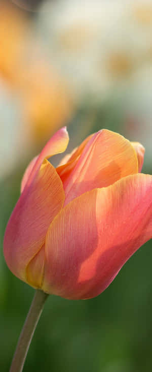 1080x2636 — Motorola Razr 壁紙
