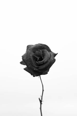 一朵黑白玫瑰，花瓣下垂，襯以白色背景。 — 極簡美學 壁紙