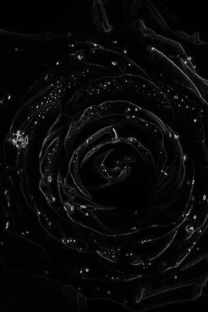 一朵帶有發光白色水滴的黑色玫瑰向內盤旋。 — 花卉 iPhone 壁紙