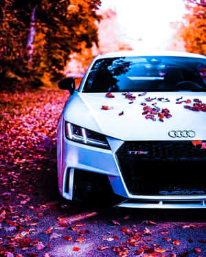 白色奧迪TT RS，引擎蓋上有紅葉，停泊在秋林中。 — Audi R8 GIF 壁紙