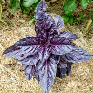 紫羅勒植物在稻草覆蓋物中生長的花園苗床 — 紫色花朵 壁紙