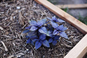 木製花園床中的紫羅勒植物（有覆蓋物） — 紫色花朵 壁紙