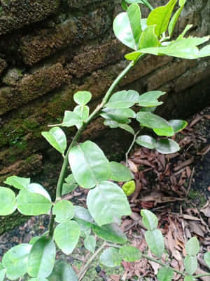 一株綠色葉片植物沿著長滿苔蘚的磚牆生長，地上有落葉。 — 3:4 壁紙