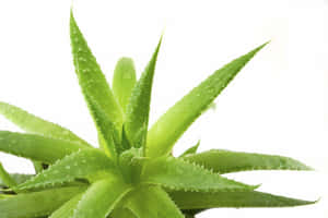一株綠色蘆薈植物的特寫，葉子上有水珠。 — 植物美學 壁紙