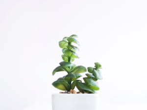 一個白色花盆中的小綠色多肉植物，放在純白色表面上。 — 植物 壁紙