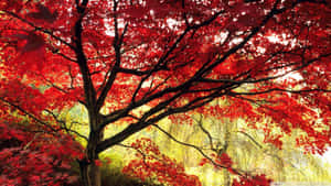 秋天裏一棵紅楓樹，金色的光線穿過樹葉。