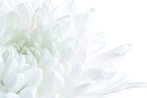 一朵白色菊花，花瓣柔軟層疊，極簡構圖。