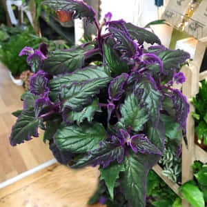 園藝店內木製花盆中的紫色邊緣綠色植物。 — 薰衣草美學 壁紙