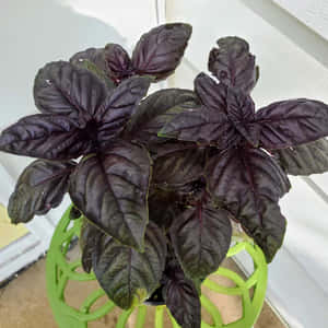 紫色羅勒植物在綠色編織盆中，背景是白色牆壁。 — 紫色花朵 壁紙