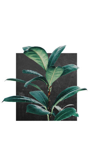 在深色紋理背景上帶有露珠的鮮豔綠色植物。 — 極簡美學 壁紙
