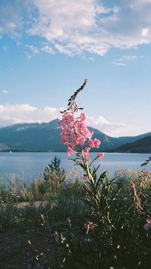 湖邊的粉紅色柳蘭花，背景有山巒 — 花 壁紙