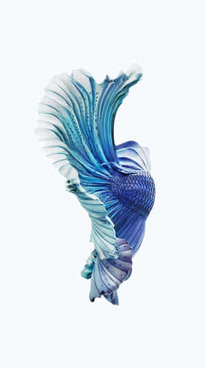 一條擁有流暢魚鰭和精緻鱗片的藍色鬥魚。 — iPhone 11 Pro 壁紙