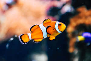 一條色彩繽紛的小丑魚在清澈的藍色海水中穿過珊瑚。 — 3:2 壁紙
