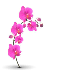 一條粉紅色蘭花枝條，帶有盛開的花朵和花蕾，置於白色背景上。 — 唯美花朵動圖 壁紙
