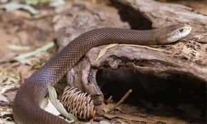 一條棕色蛇盤繞在樹皮上，附近有乾樹葉和松果。 — 蛇 壁紙