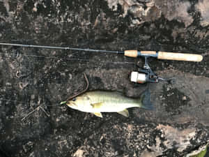 在黑色岩石上捕獲的鱸魚，附近有釣魚裝備。 — 釣魚 壁紙