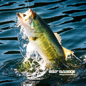Largemouth Bass