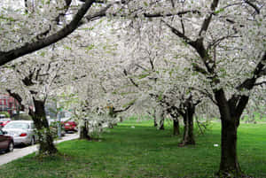 櫻花樹排列在公園小徑兩旁，路邊停有汽車。 — MacBook Air M3 壁紙