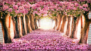 粉紅色的櫻花樹在春天形成一個樹冠，覆蓋在鋪滿花瓣的小路上。 — 夏日氣息 壁紙