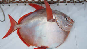 一條剛捕獲的帶有紅色魚鰭的銀魚，放在白色防水布上。 — 魚 壁紙