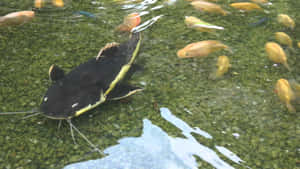 帶有黃色條紋的黑色鯰魚在池塘裡與金魚一起游泳。 — 水下 壁紙