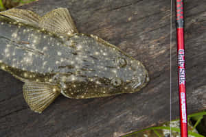 一條帶有白色斑點的比目魚躺在深色木頭上，旁邊有一根紅色釣魚竿。 — Surface Pro 壁紙