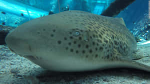 豹紋鯊在水族館隧道附近的沙質底部休息。 — 鯊魚 GIF 壁紙