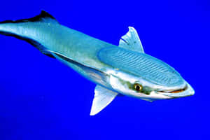 一條梭魚在深藍色海水中游泳。 — 魚 壁紙