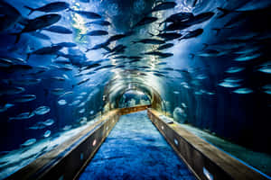 水下隧道，魚在藍色燈光的水族館中從頭頂游過。 — MacBook Pro 壁紙