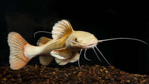 一條淡黃色嘅鯰魚，長長嘅鬍鬚，喺水族箱入面游過深色嘅礫石。 — AMOLED 壁紙