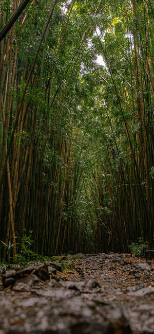 一條蜿蜒的泥土小徑穿過高大的竹林，頭頂有綠色竹莖。 — 森林 壁紙