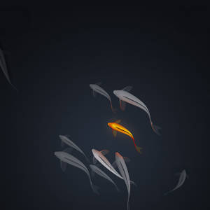 一條發光的橙色魚在深色水中被銀色魚環繞。 — 黑白藝術 壁紙