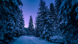 星光燦爛的暮色天空下的白雪覆蓋森林小徑 — 冬日美學 壁紙