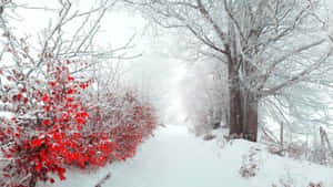 白雪覆蓋的森林小徑，兩旁是紅色灌木和結霜的樹木。 — 冬日美學 壁紙