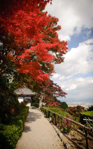 紅楓樹下的碎石路，通往可眺望遠方山谷的日本亭閣。 — Galaxy Tab S9 Ultra 壁紙