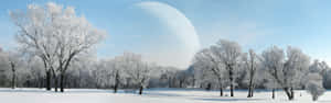 雪地上蒼白的月亮下結霜的冬日樹木。