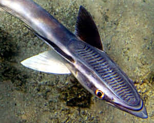 有橙色眼睛嘅條紋魚喺沙質海床附近游水 — 5:4 壁紙