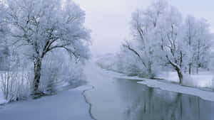 結冰的河流兩旁是白雪覆蓋的樹木，在寧靜的冬季森林中。 — 湖景 壁紙