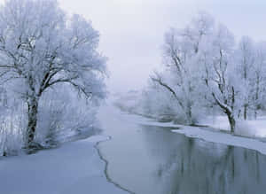結冰的河流兩旁是白雪覆蓋的樹木，在寂靜的冬日森林中。 — 冬日美學 壁紙
