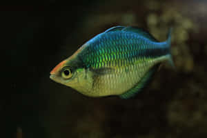在黑暗的水中游動的虹彩彩虹魚，帶有閃爍的藍色、綠色和金色鱗片。 — MacBook Air M3 壁紙