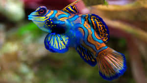 一條色彩斑斕的官服魚在珊瑚礁水域中滑行。 — 水下 壁紙