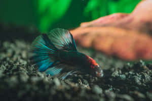 一條色彩繽紛的鬥魚，帶有藍色和紅色魚鰭，在魚缸中靠近礫石游泳。 — MacBook Air 13 壁紙
