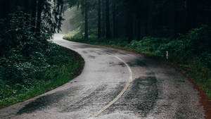 蜿蜒道路穿過霧氣森林，潮濕路面和高大樹木 — 雨天 壁紙