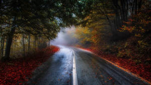 蜿蜒道路穿過迷霧秋林，地上有紅葉 — 秋天 壁紙