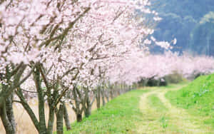 春天，一條兩旁開滿櫻花樹的草地小徑。 — 藍天 壁紙