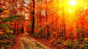 陽光透過鮮豔的橙色和紅色秋葉，灑落在森林小徑上。 — 慕尼黑啤酒節 GIF 壁紙