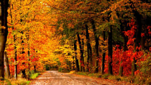 一條泥路兩旁種滿了充滿活力的秋樹，呈現橙色、紅色和黃色。 — 秋天 壁紙