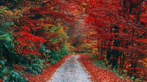 一條碎石小徑覆蓋著紅葉，在秋樹的樹冠下。 — 秋天 壁紙